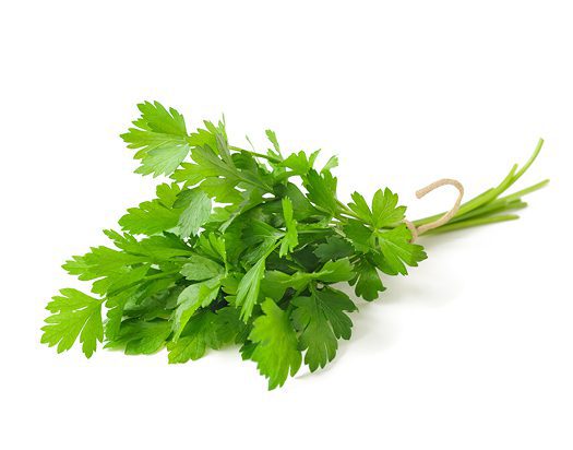 Cilantro/Parsley