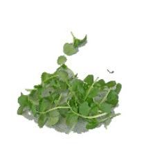 image of Basil Fresh Italian Micro 